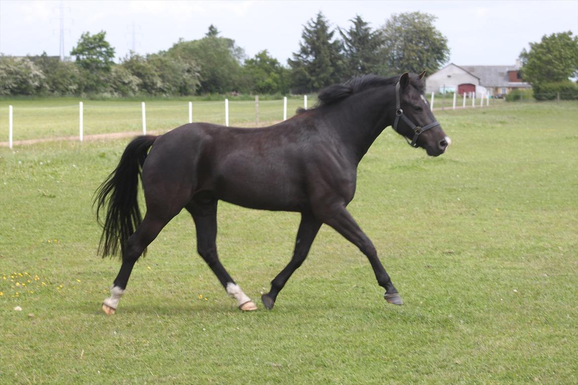 New Forest Bøgelys Nico(Solgt) billede 15