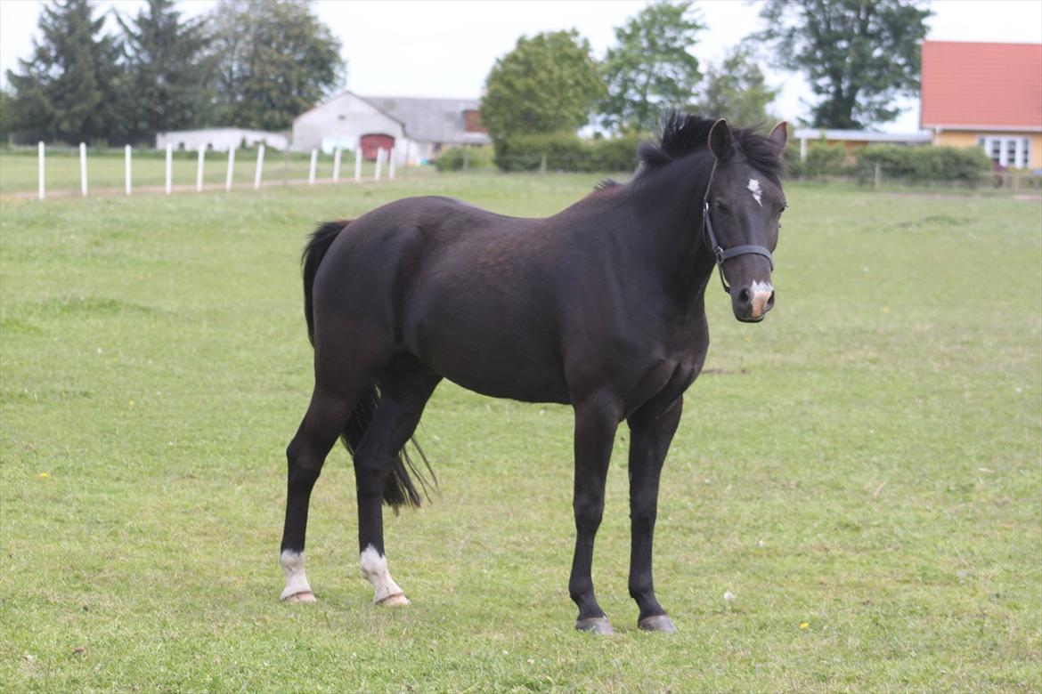 New Forest Bøgelys Nico(Solgt) billede 16