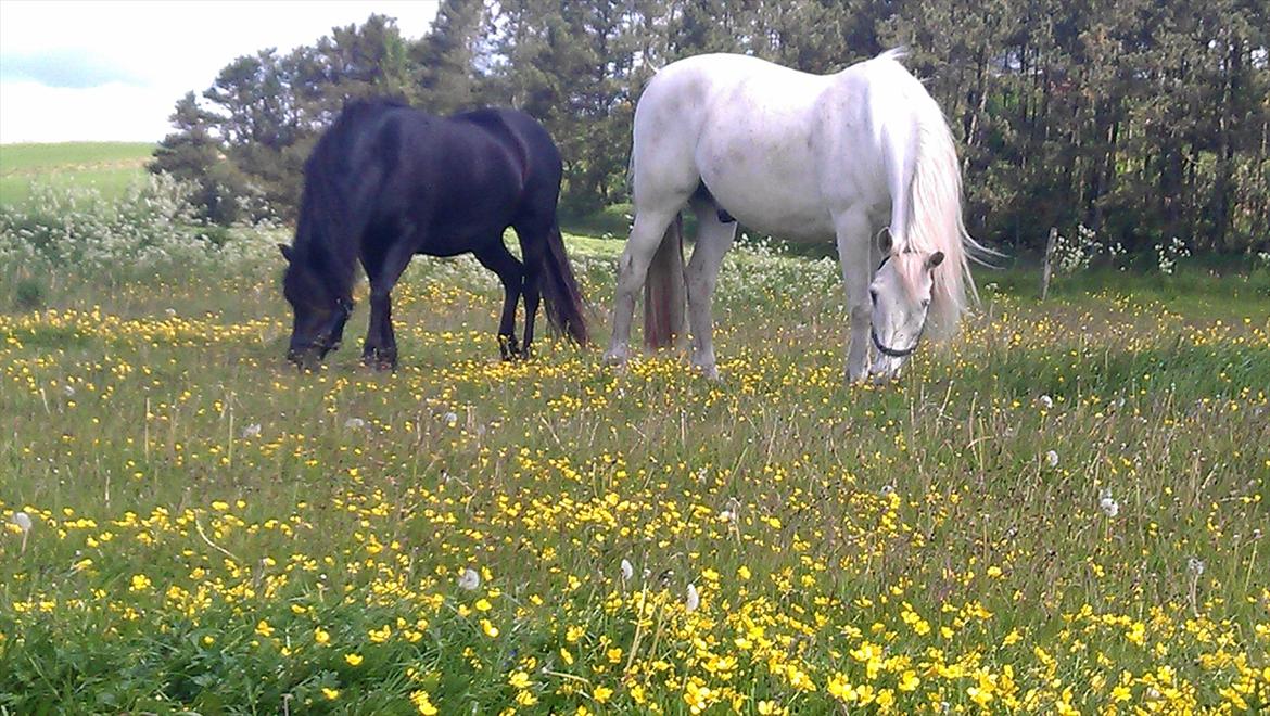 Anden særlig race Sara - 02.06.12 Sara og Cyper billede 12