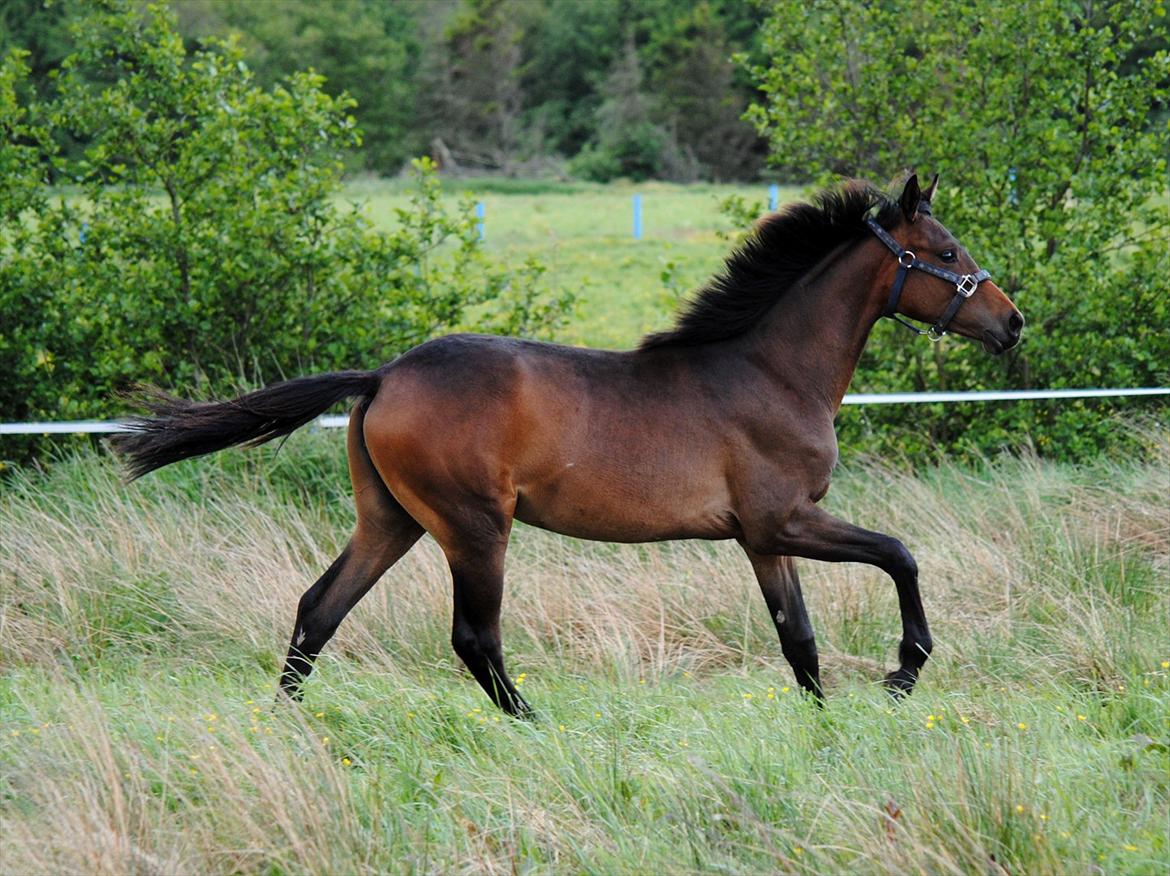 Dansk Varmblod Safran L billede 20