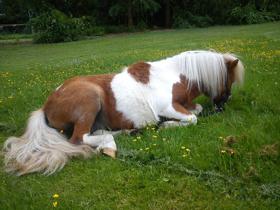 Miniature Ryttergaarden's Bertram - Hygge træning på græsplænen - Ligge ned = meget afslappende træning :) billede 19