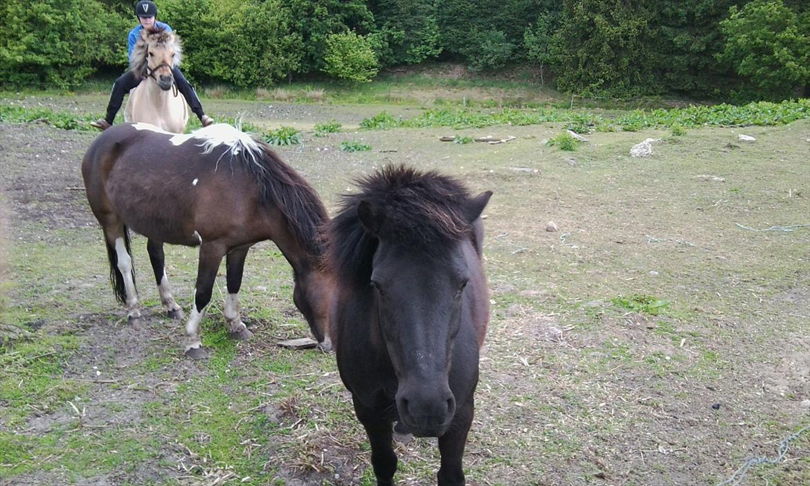 Anden særlig race Misti - Velkommen til Misti's profil;) billede 1
