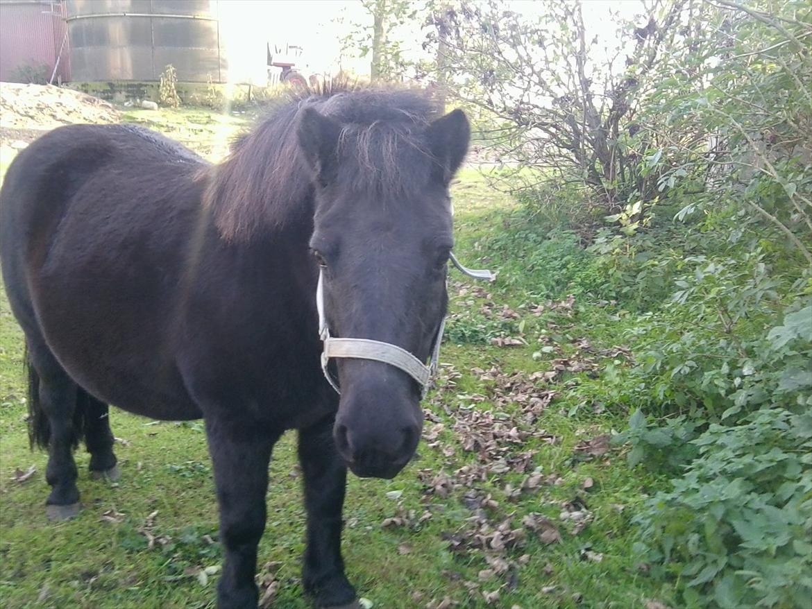 Anden særlig race Misti billede 2