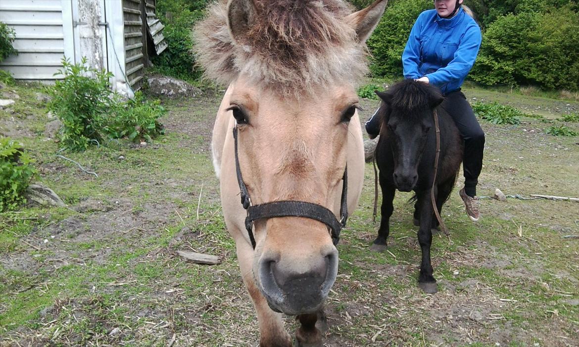 Anden særlig race Misti billede 3