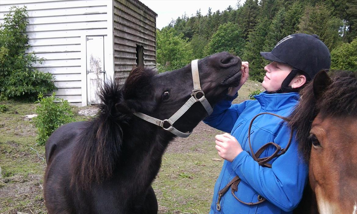 Anden særlig race Misti billede 4