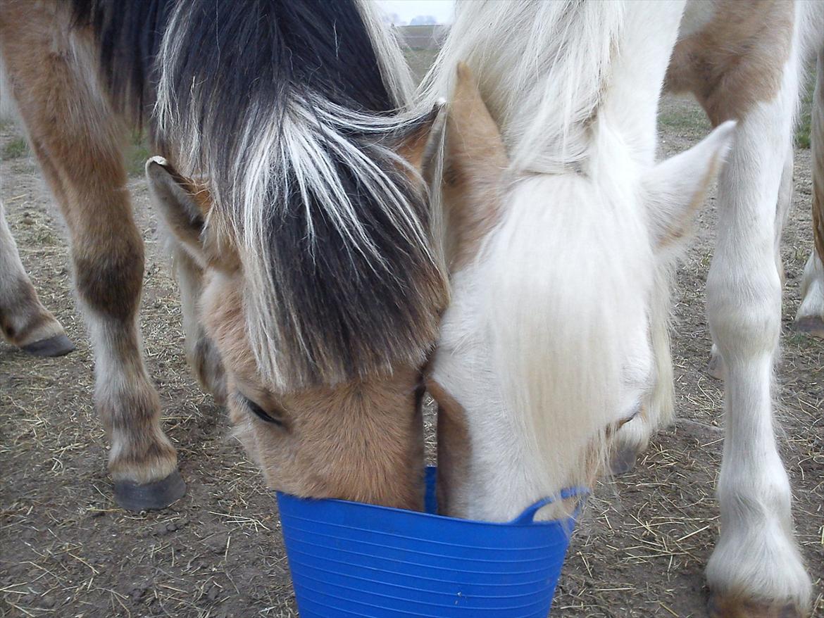 Irish Cob Crossbreed Ryttergaarden's Jiya (tidl. Tøsen) billede 3