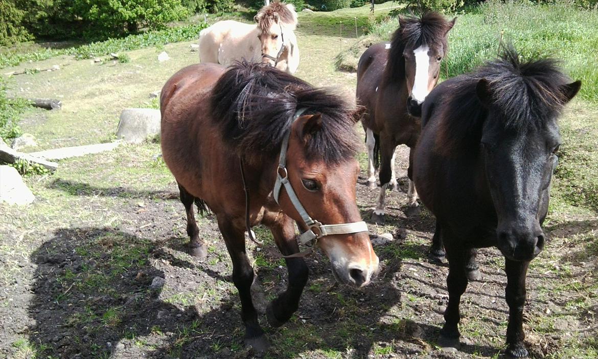 Anden særlig race Misti billede 5