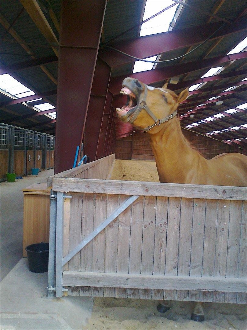 Paint Snowy Scooter Mccue - Tral la la - skønsang fra ridehallen billede 1