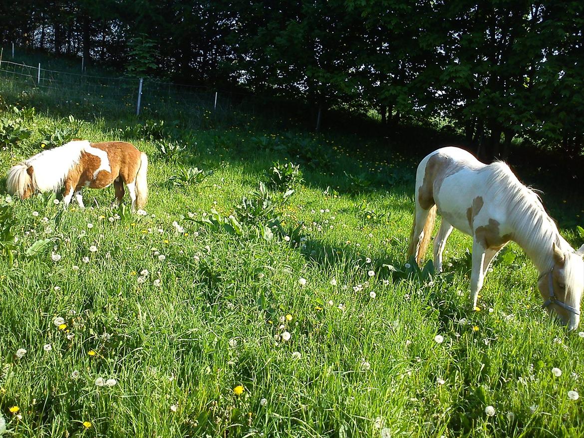 Irish Cob Crossbreed Ryttergaarden's Jiya (tidl. Tøsen) - Så kom Jiya hjem og stå, og Bertram blev hurtigt glad for den smukke hoppe som han fik :b billede 5