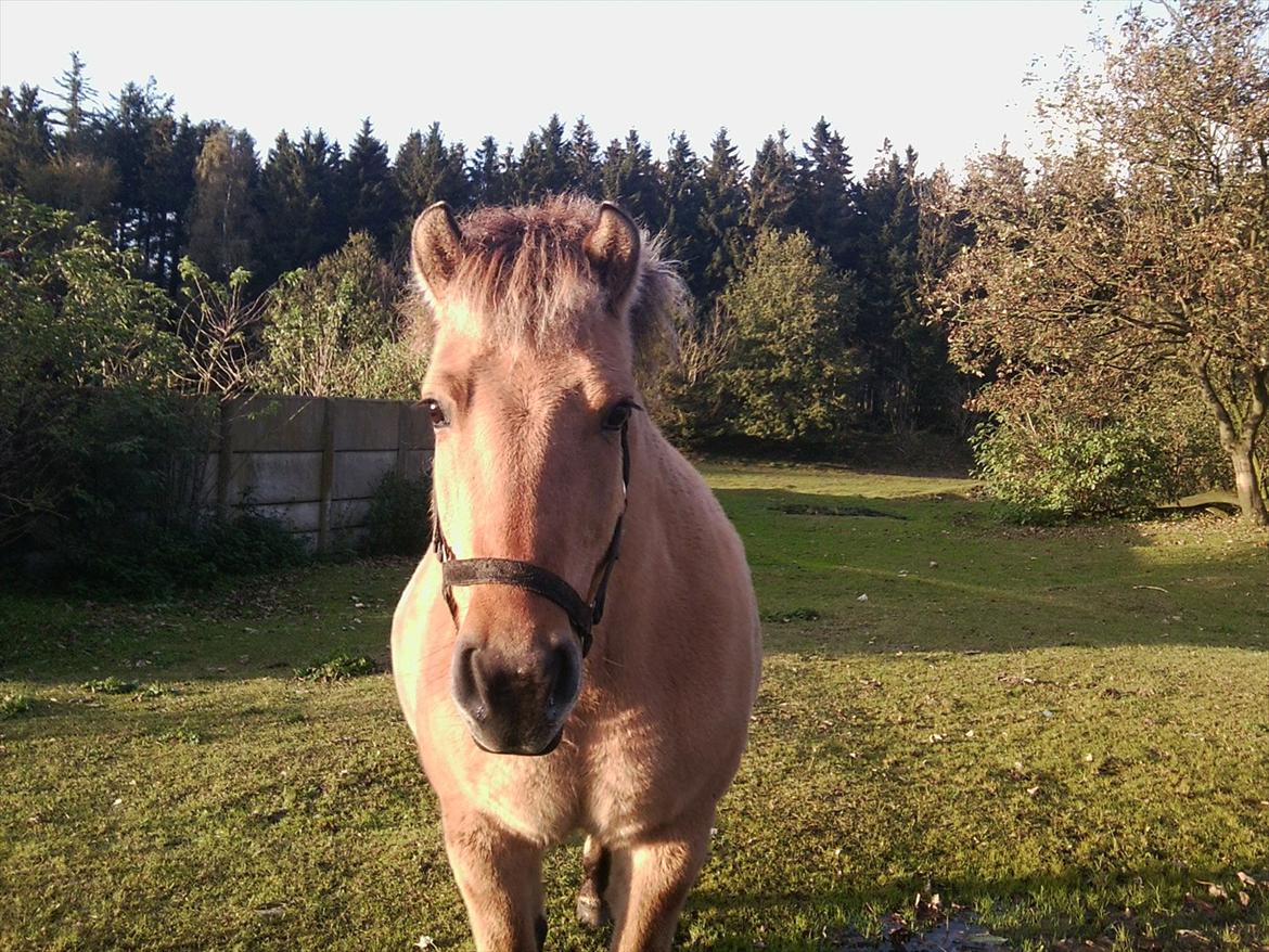 Fjordhest Tulle - Velkommen til Tulles profil:) billede 4