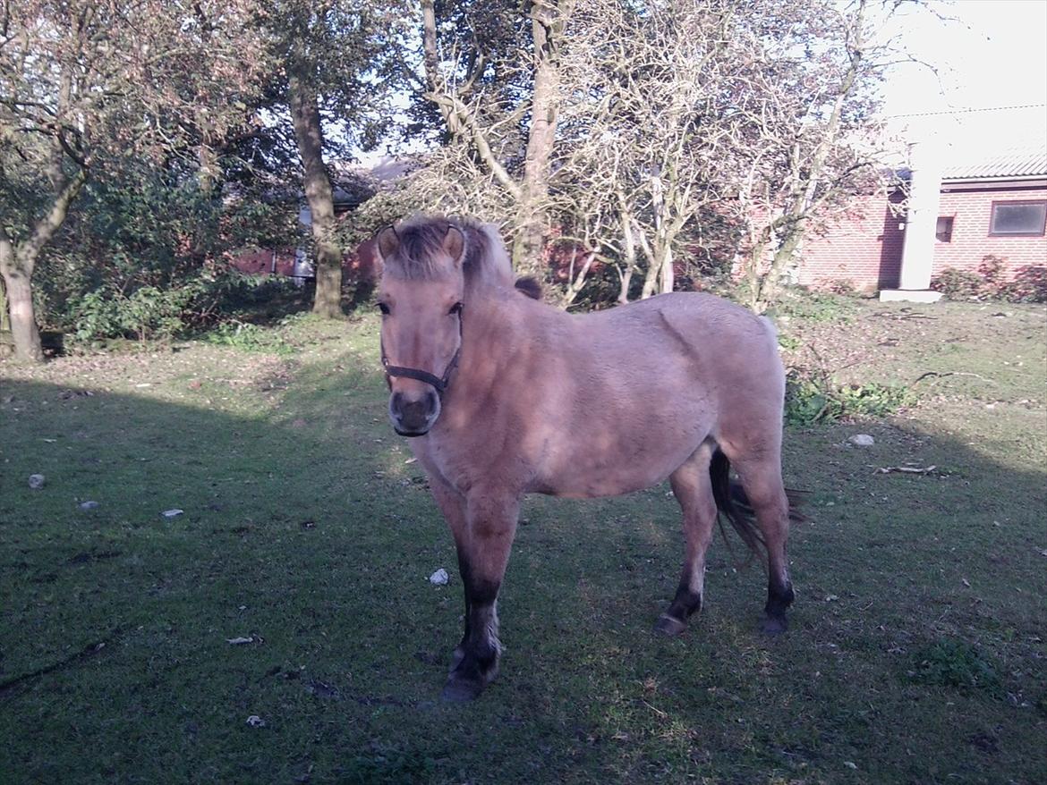 Fjordhest Tulle billede 6