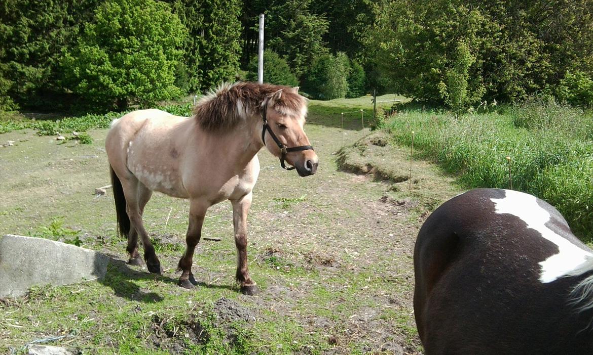 Fjordhest Tulle billede 7