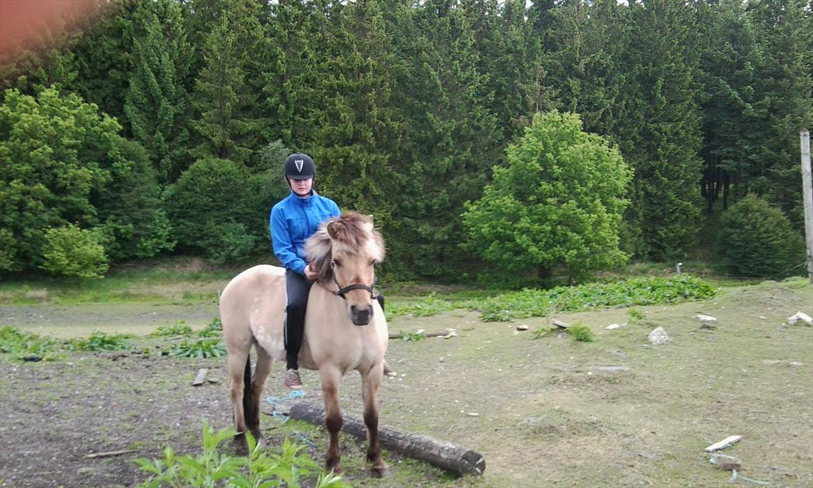 Fjordhest Tulle billede 5