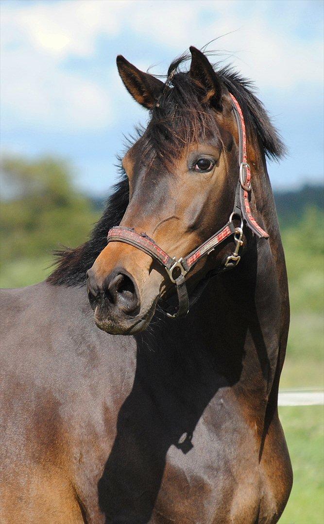 Dansk Varmblod Miss Dior - Miss Dior 5 år gammel billede 16