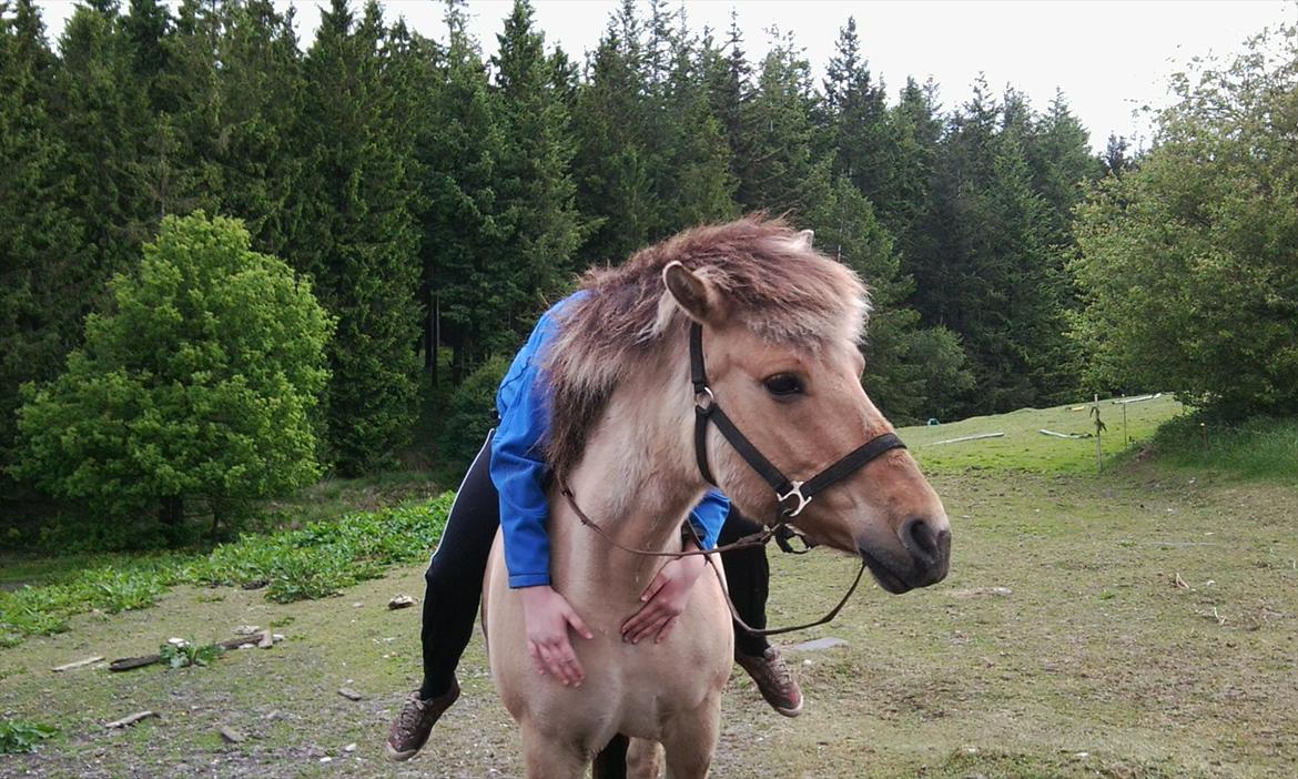 Fjordhest Tulle billede 8