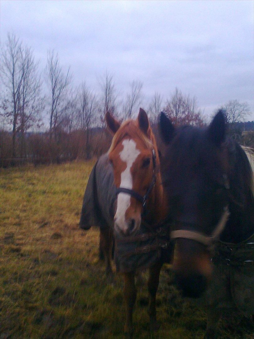 Paint Snowy Scooter Mccue - Min ven Tender og jeg på fold billede 2