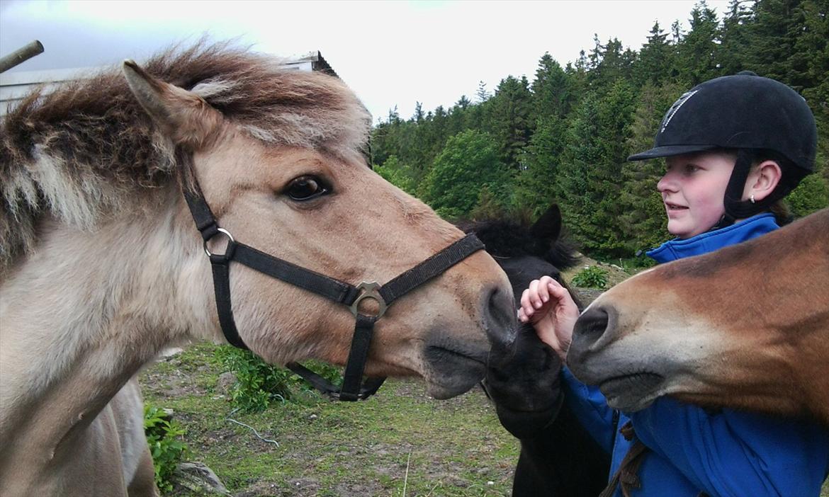 Fjordhest Tulle billede 9