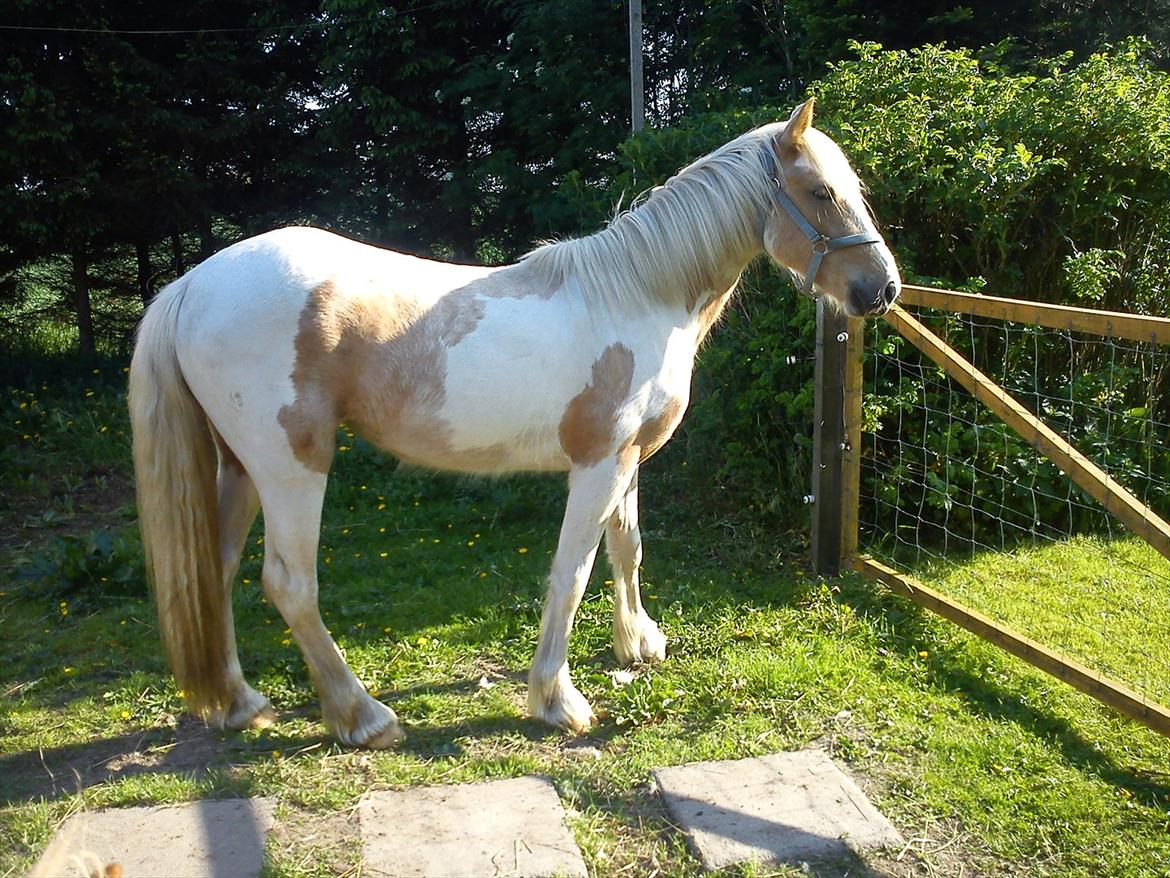 Irish Cob Crossbreed Ryttergaarden's Jiya (tidl. Tøsen) billede 6