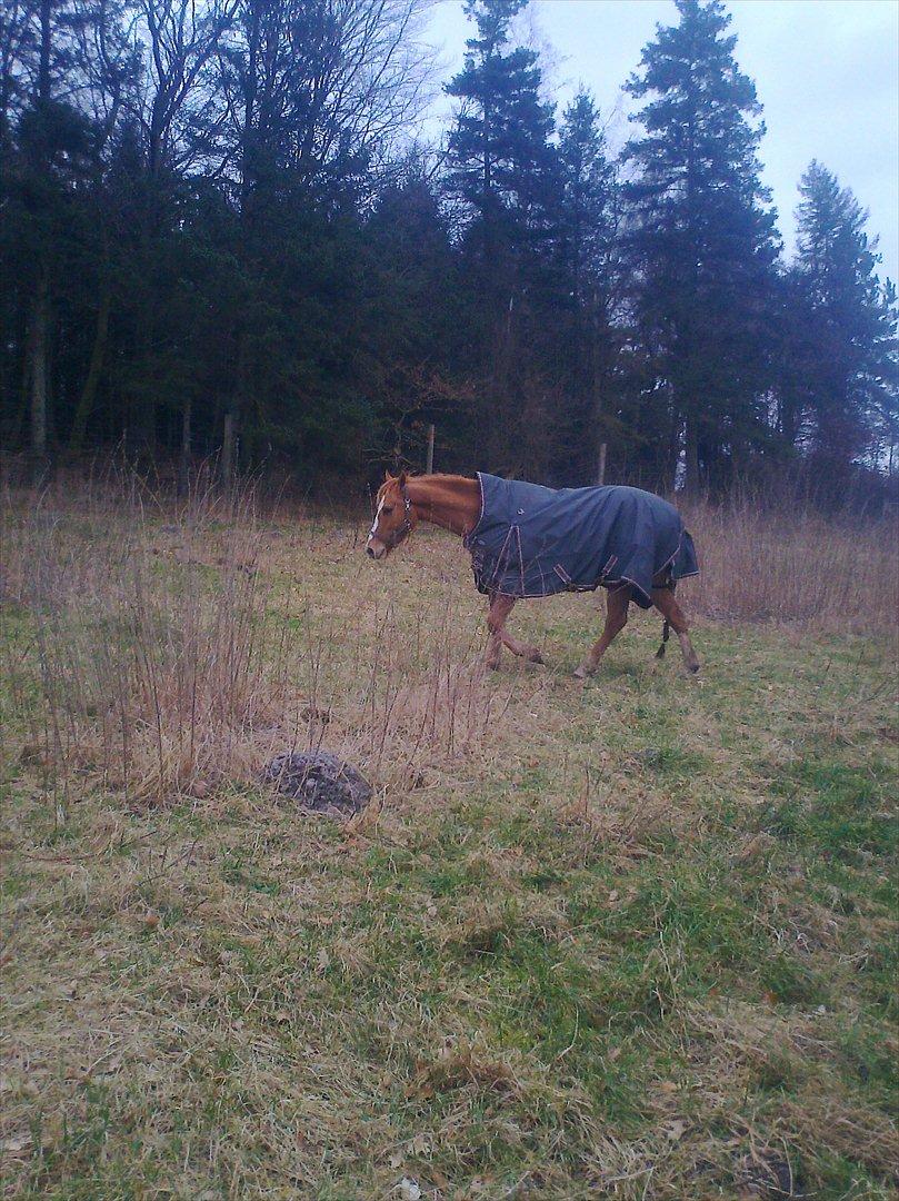 Paint Snowy Scooter Mccue - På folden - står jo dejligt her billede 3
