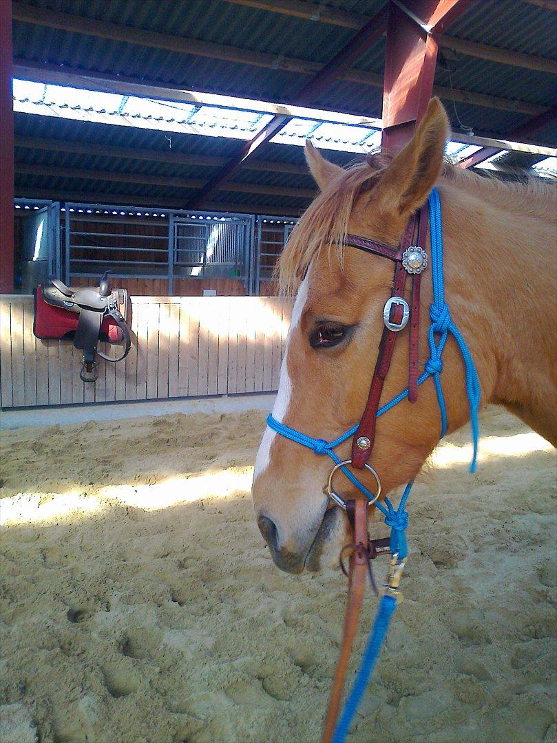 Paint Snowy Scooter Mccue - Første gang man prøver det der bid der hmm.... billede 4