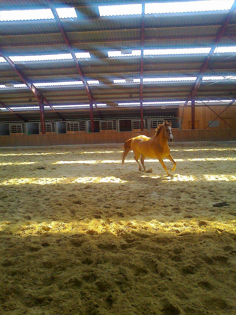 Paint Snowy Scooter Mccue - Weeeeee billede 5