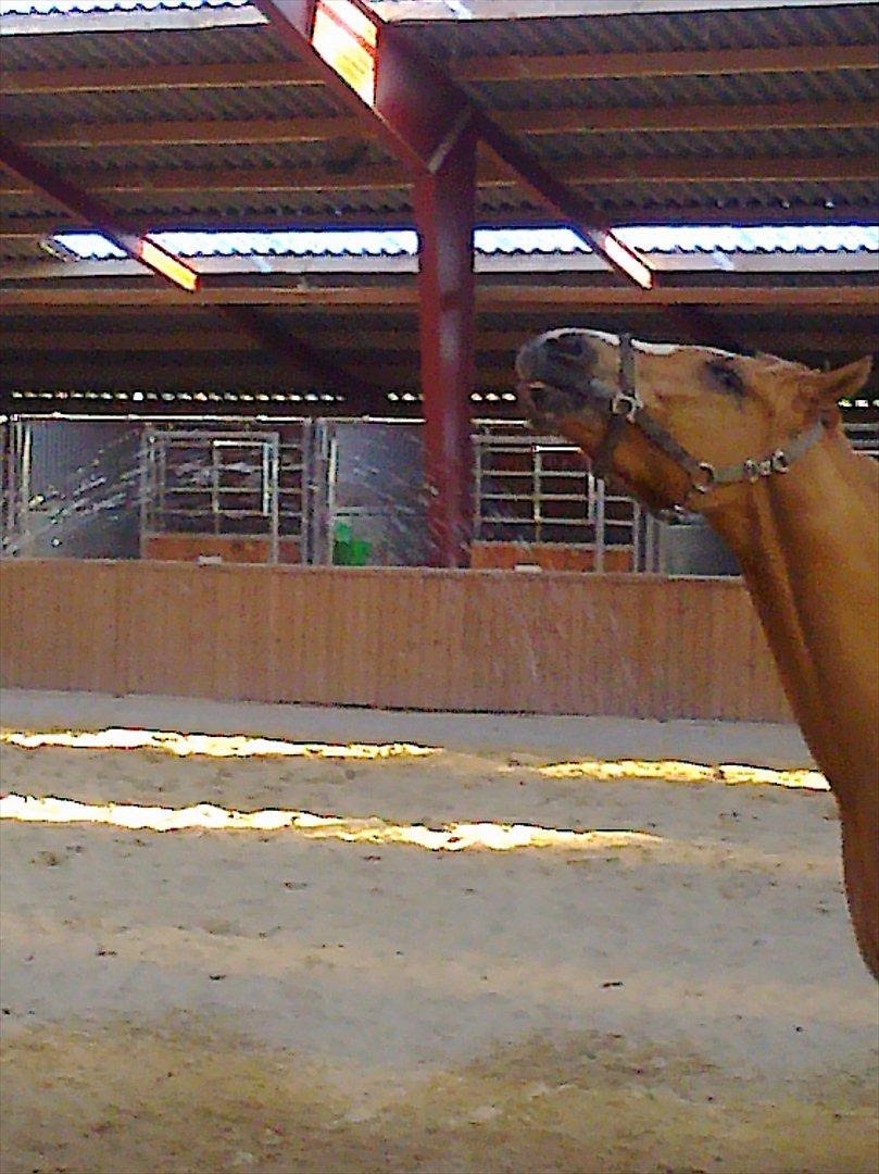 Paint Snowy Scooter Mccue - Yeha VAND billede 7