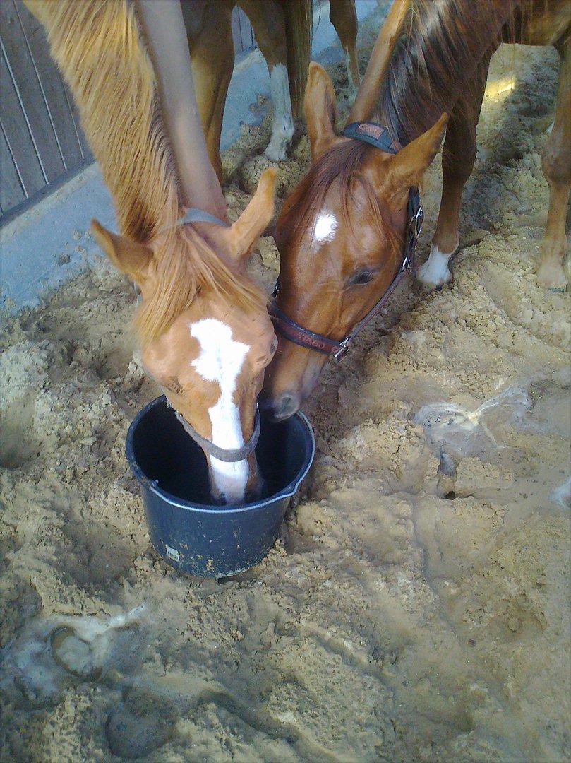 Paint Snowy Scooter Mccue - Min ven Dalton og jeg drikker om kap en varm sommerdag billede 8