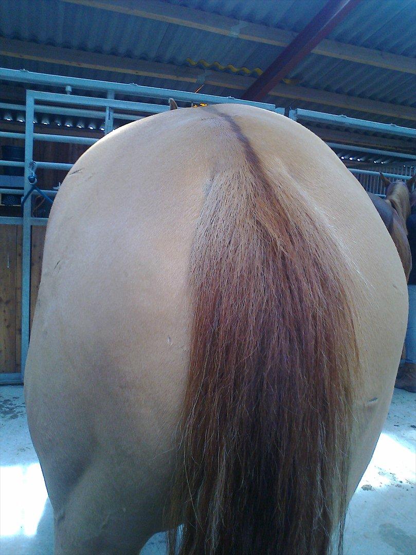 Paint Snowy Scooter Mccue - Dejlig bagdel - skal nok blive flot og muskuløs billede 9