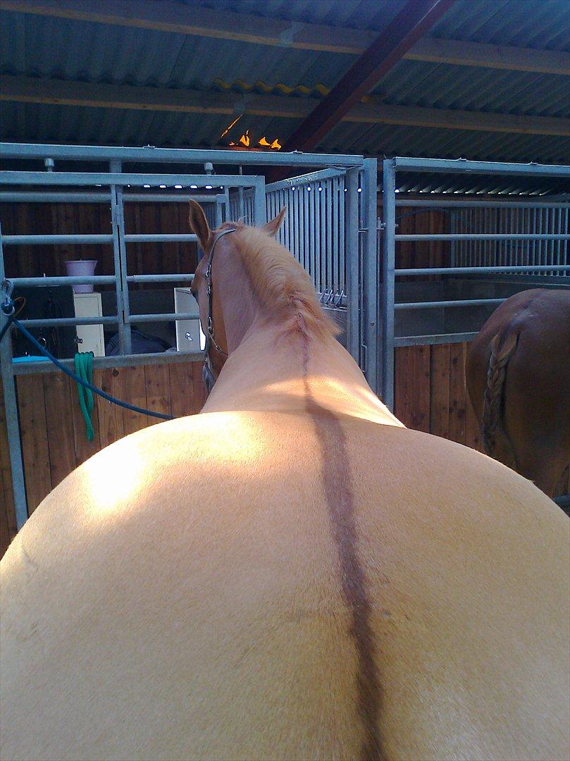 Paint Snowy Scooter Mccue - Her kan påasættes rytter billede 10