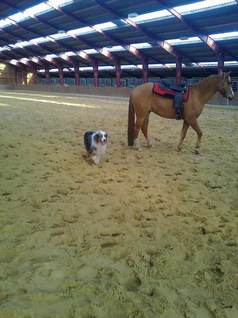 Paint Snowy Scooter Mccue - Longering med en ven billede 11