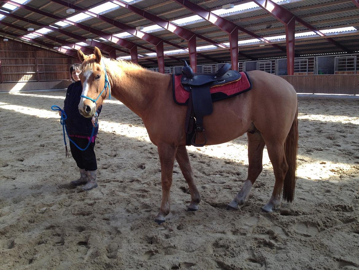 Paint Snowy Scooter Mccue - Jeg er klar nu til rytter :-D billede 12