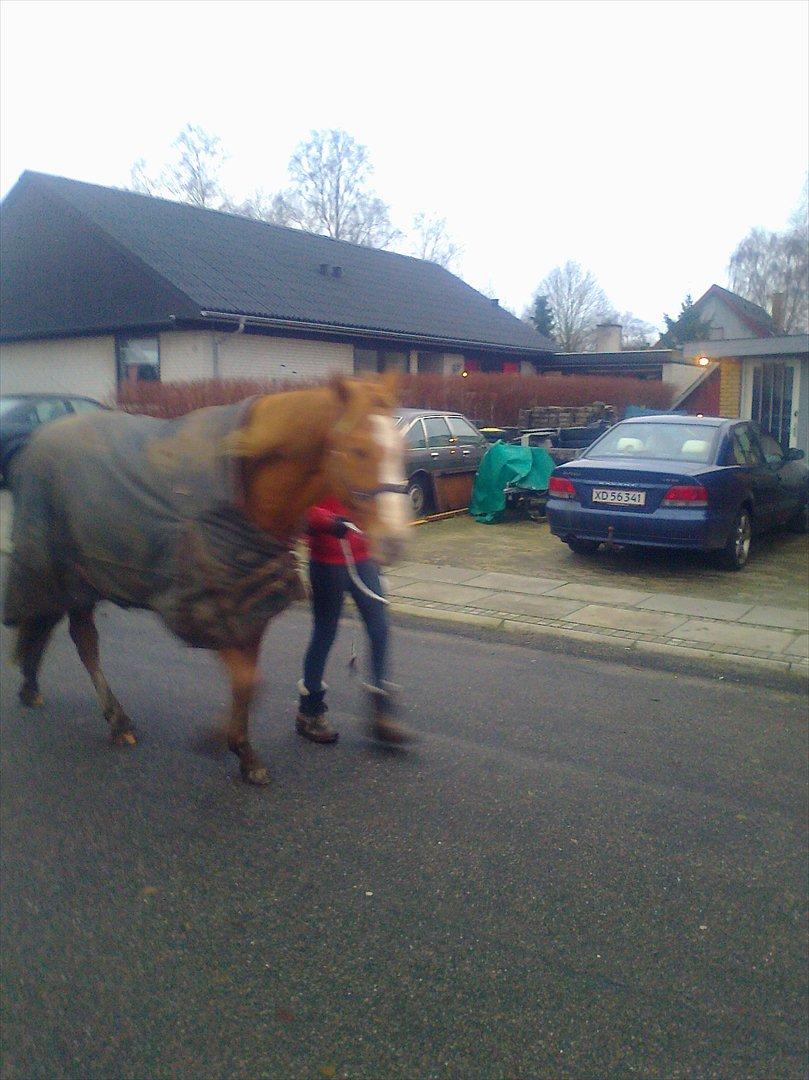 Paint Snowy Scooter Mccue - På bytur med Karoline  billede 13