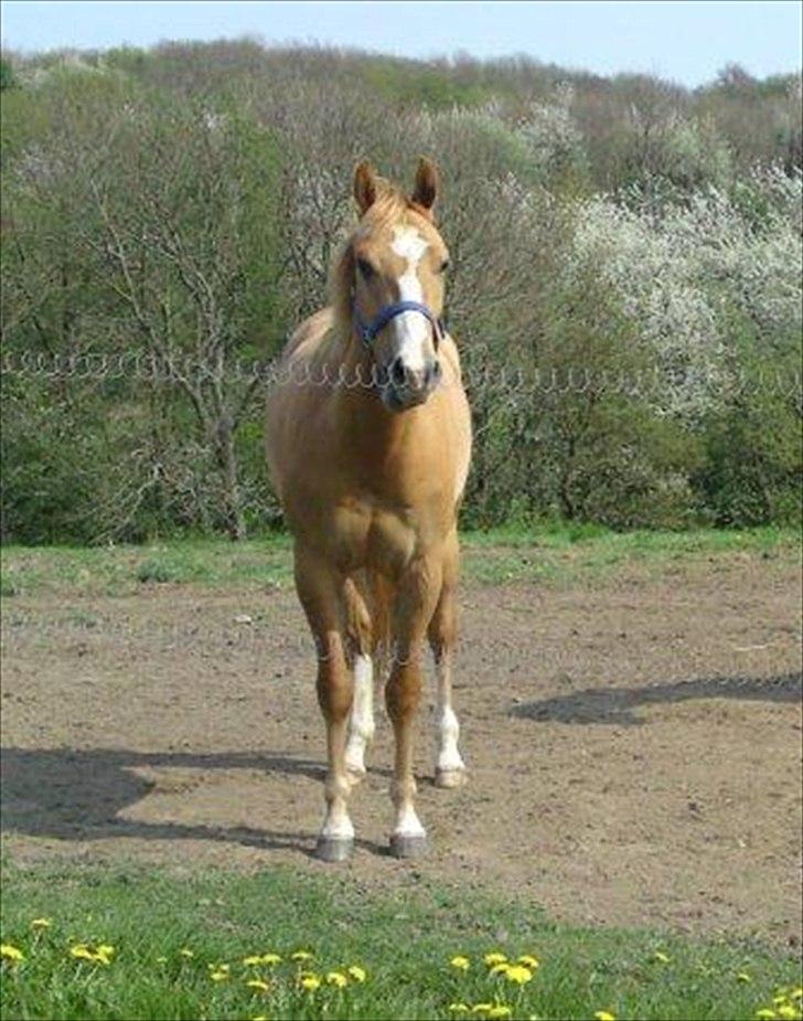 Paint Snowy Scooter Mccue - Fra da jeg var mindre og boede på Bornholm billede 15