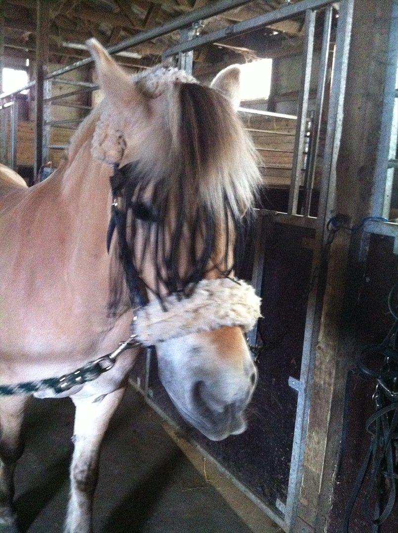 Fjordhest Laika [Birthe] <3 (I Will Always Love You) billede 15