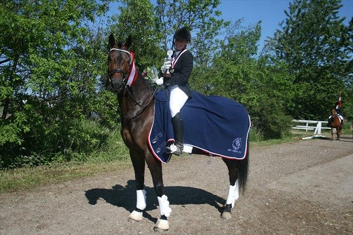 Dansk Varmblod Nitouche af sulsted billede 12