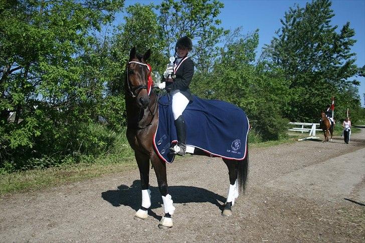 Dansk Varmblod Nitouche af sulsted billede 15