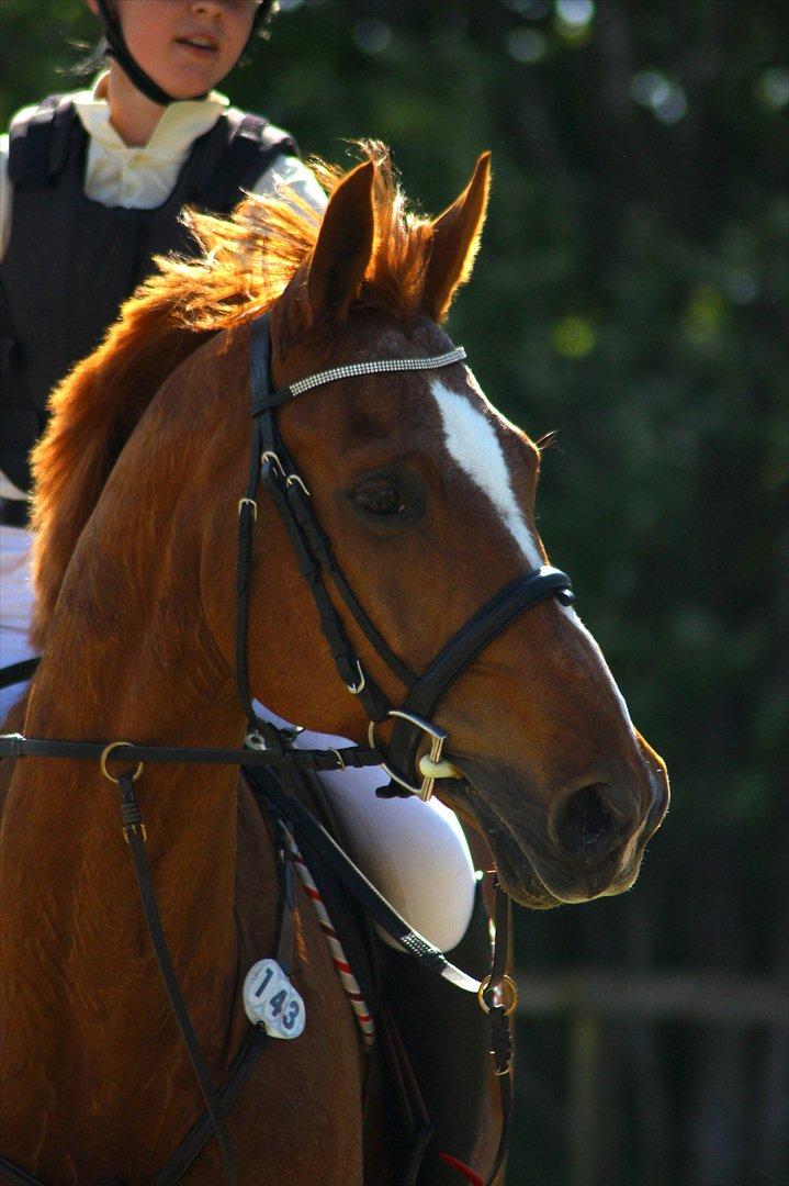 Anden særlig race Mañaña *STJERNE* - Første stævne smukke hest <3 billede 9