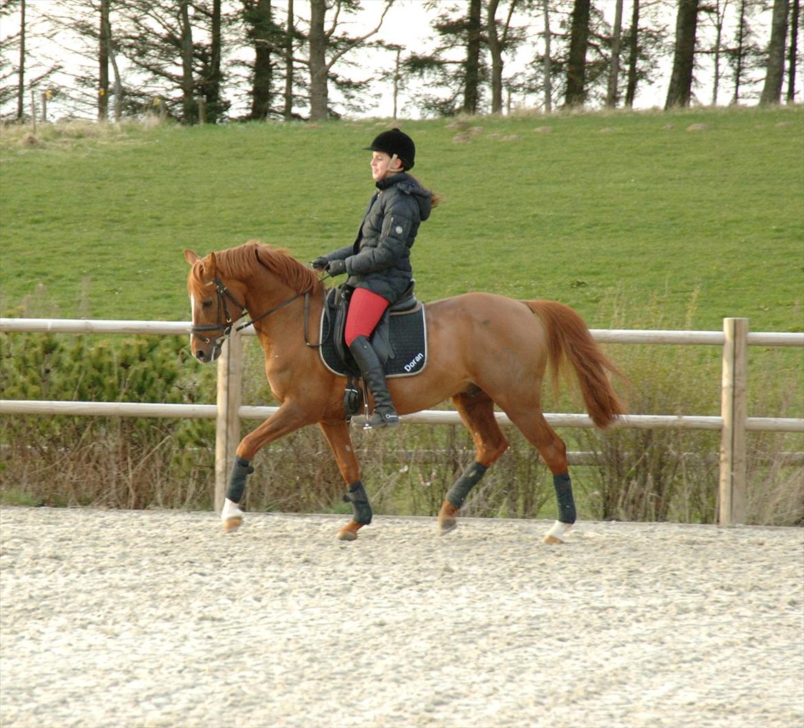 DSP Doran A-pony - Så er Doran i gang igen efter et år skade pause! 2012 billede 16