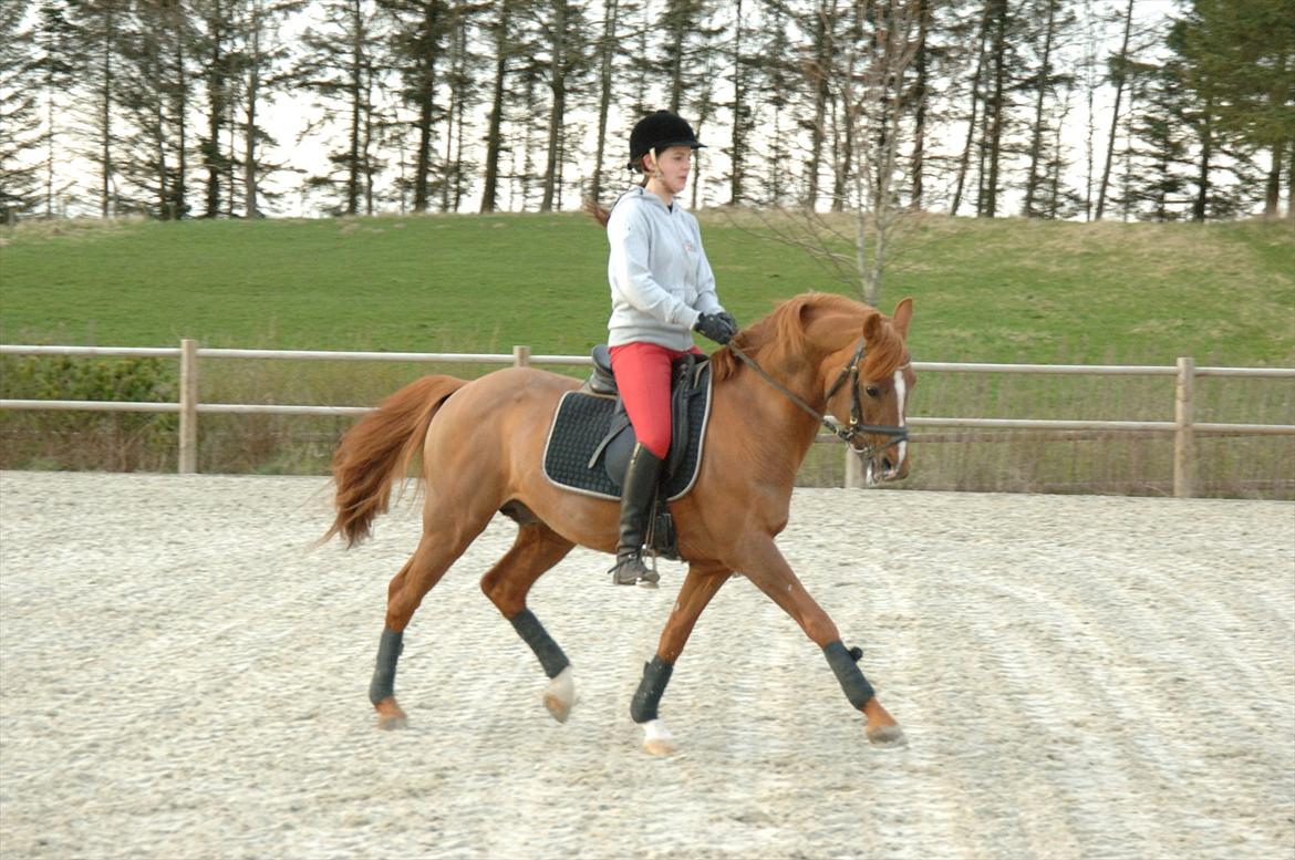 DSP Doran A-pony billede 18