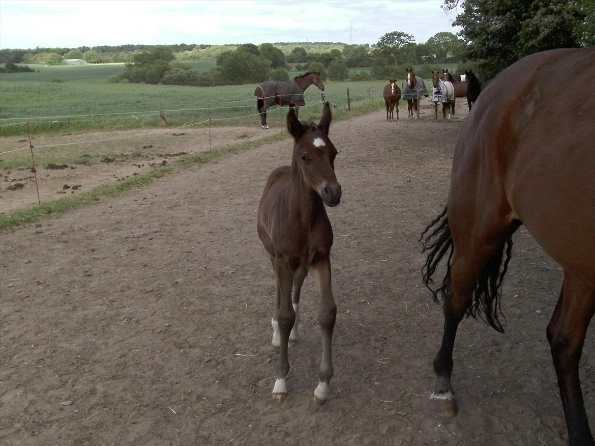 Dansk Varmblod Believe In Me - Lige kommet hjem fra Højgaard billede 2