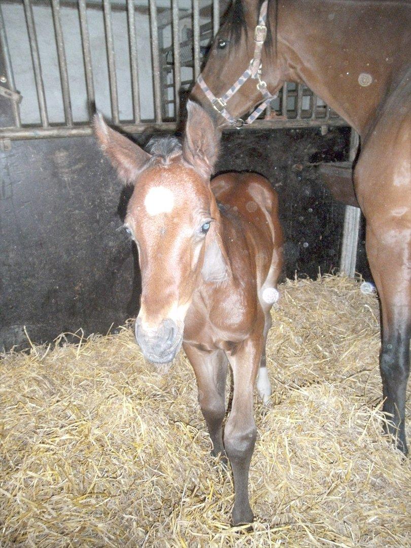 Dansk Varmblod Believe In Me billede 4