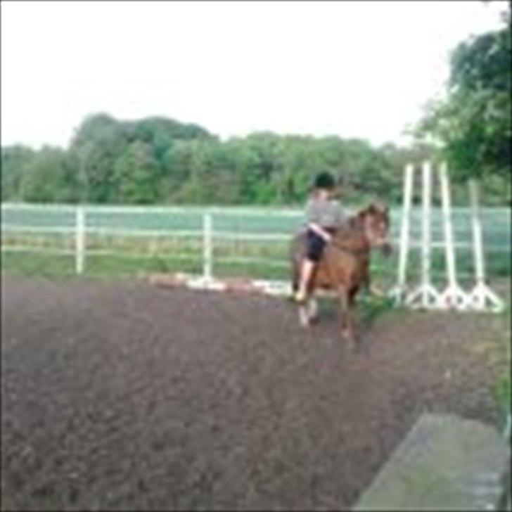 Anden særlig race bella billede 9