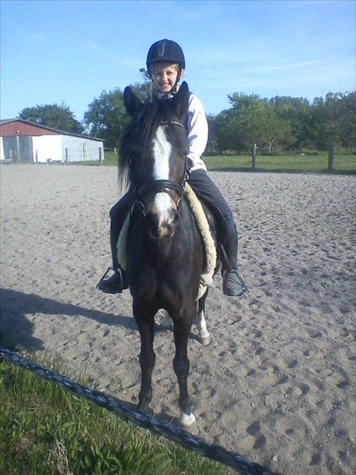 Welsh Pony (sec B) Lyngvejens Malu - rigtig sød og fræk:-D billede 9