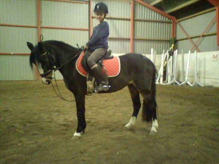 Welsh Pony (sec B) Lyngvejens Malu - se hvor fint hun bøjer! billede 12