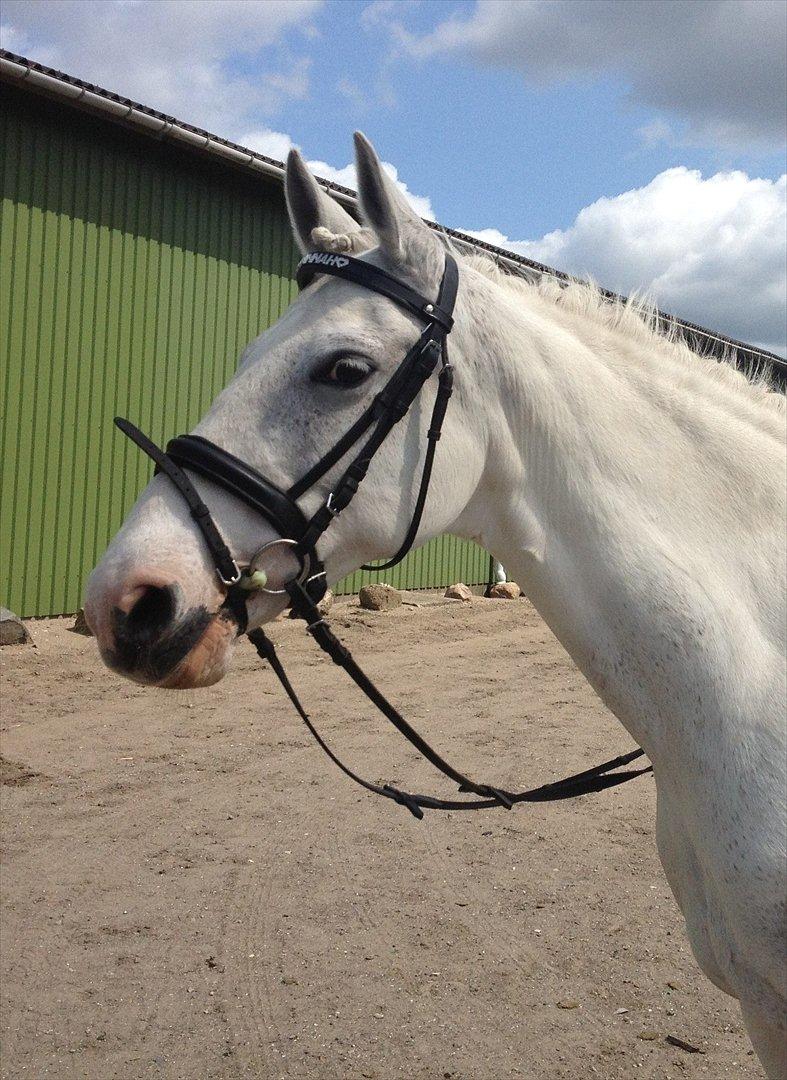 Pinto Savannah - HØJ 17/5 2012 <3 billede 11