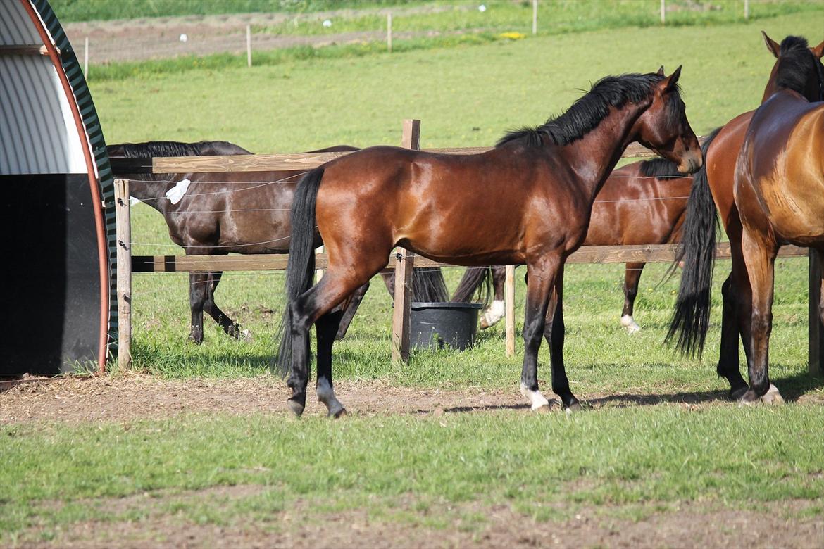 Anden særlig race Bogart billede 1
