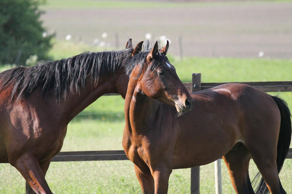 Anden særlig race Bogart billede 2