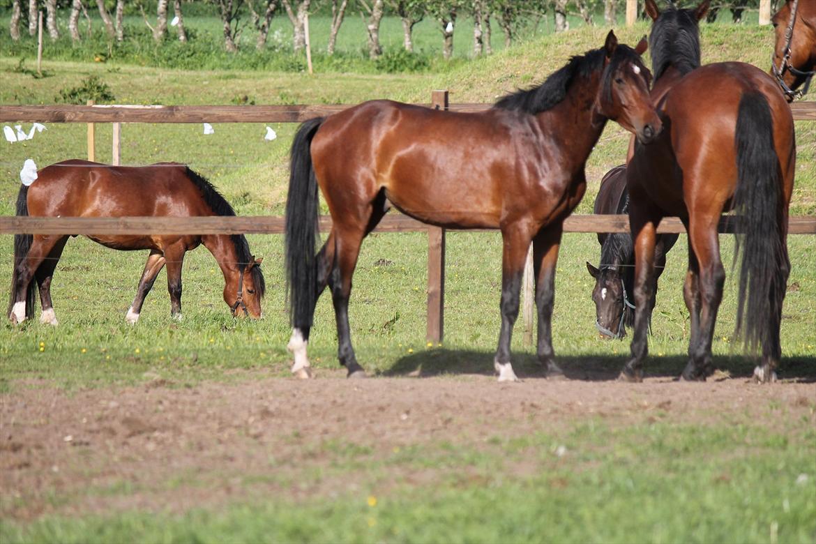 Anden særlig race Bogart billede 3