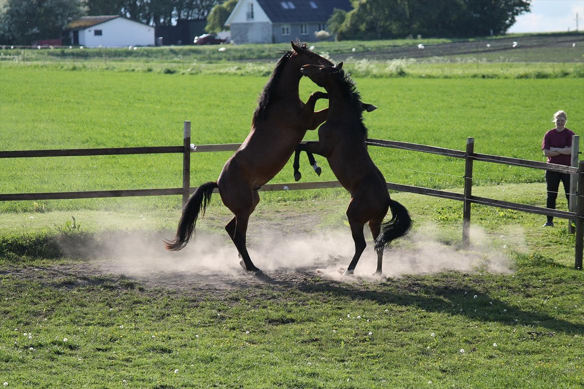 Anden særlig race Bogart billede 4