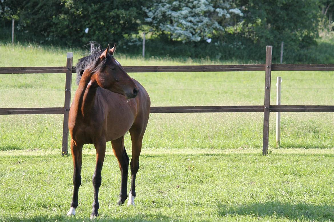 Anden særlig race Bogart billede 6
